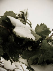 Snow Covered Leafs