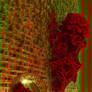 Outburst of Poinsettia Christmas Flowers