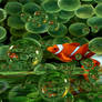 Clown fishes between sea anemones