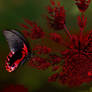 Scarlet Swallowtail Butterfly