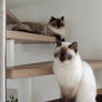 My two adorable Ragdolls: Lizzy and Luna