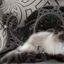 My giant cuddling cat