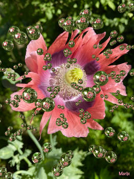 Raindrops keep falling on my Papaver Somniferum ..