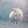 Nautilus belauensis ...