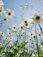 Raindrops and sunshine on my daisies ...