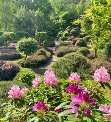 Blooming rhododendrons in my woodland garden ...