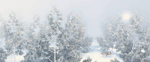 Roe deer in the Snow Forest ...