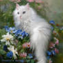 White Persian Ragdoll ...