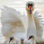 Swan with young ones ...