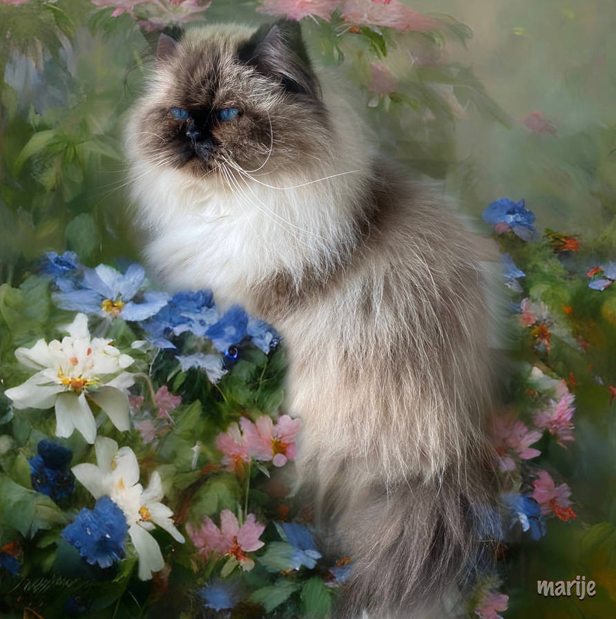 Pawsitively Ragdolls Lizzy, my lovely ragdoll ... by marijeberting on DeviantArt