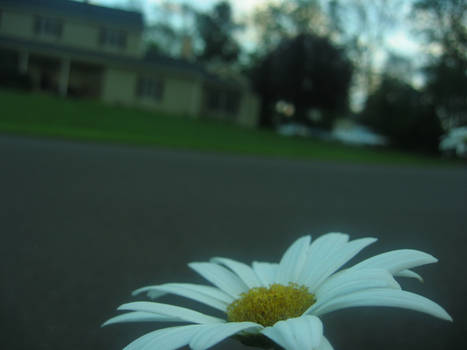 Mayweed Chamomile