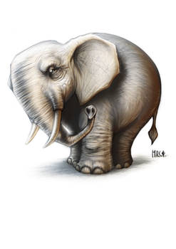 Elephant