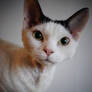 Grace - Devon Rex