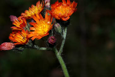 Autumn flower