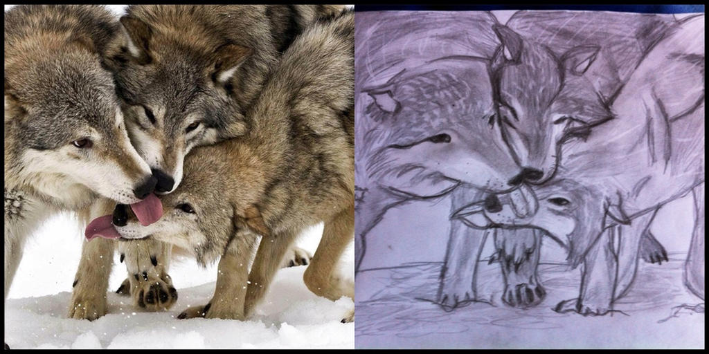 Cd Rudd Deviantart Wolfpack Wolf Pack by VaraDrake on DeviantArt