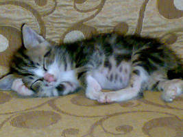 Sleeping Buddha cat version