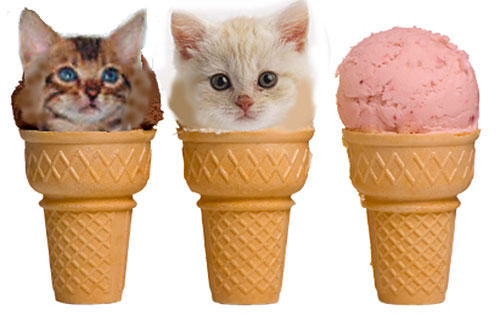 Cats-ice-cream