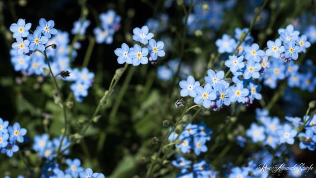 Forgetmenot 1080