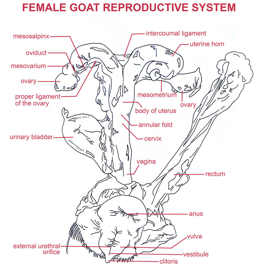 Dissection: Female Goat Reproductive System by BlackenWhiteCat on