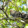 Two Mourning Doves