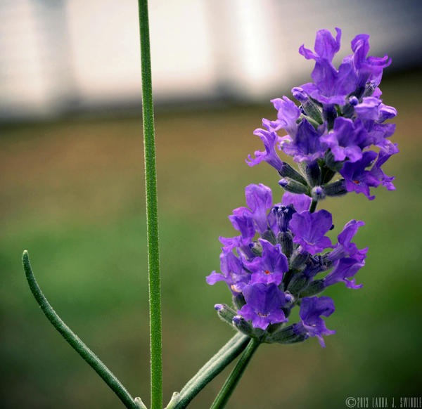 Young Lavender Bloomed