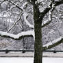 Snowy Branches