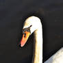 Swan