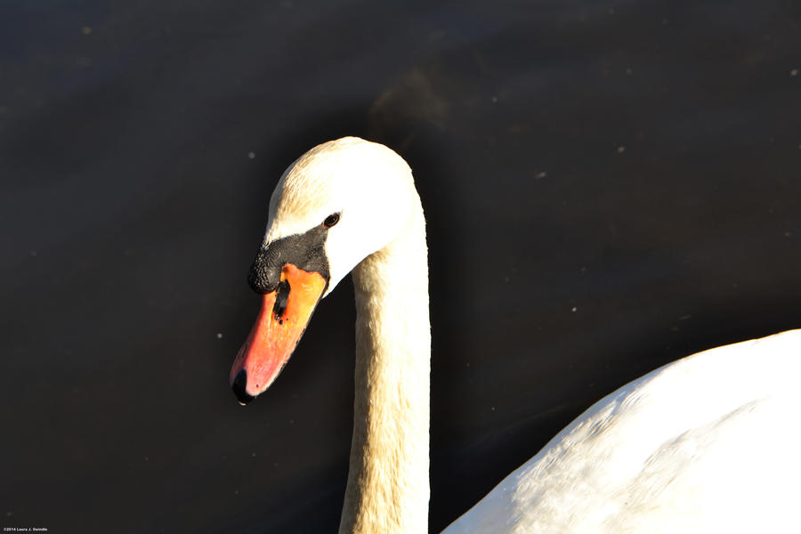 Swan