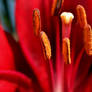 Red Asiatic Lily