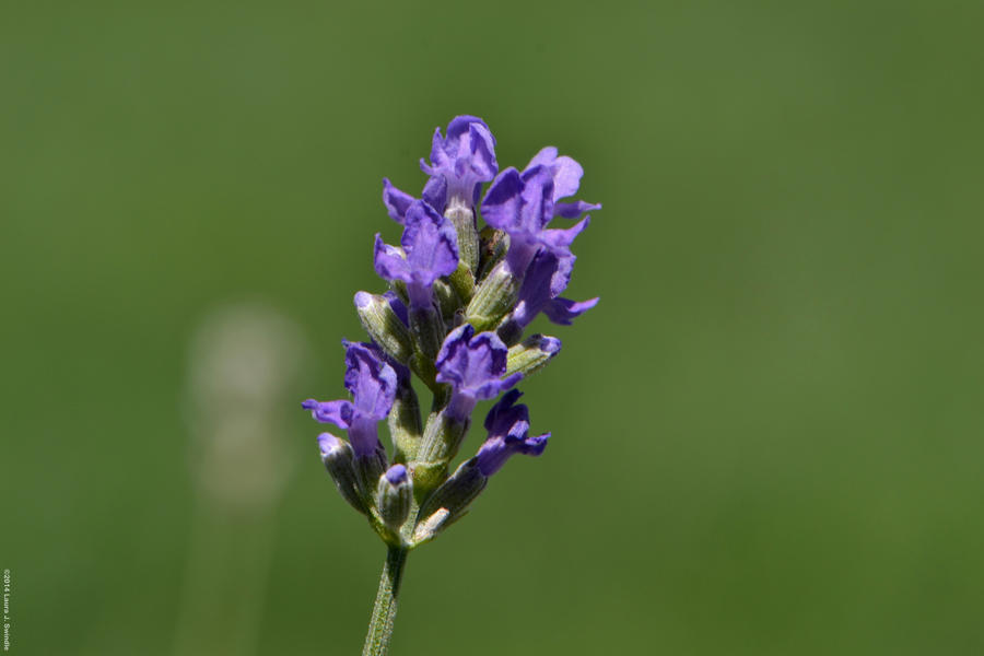 More Lavender