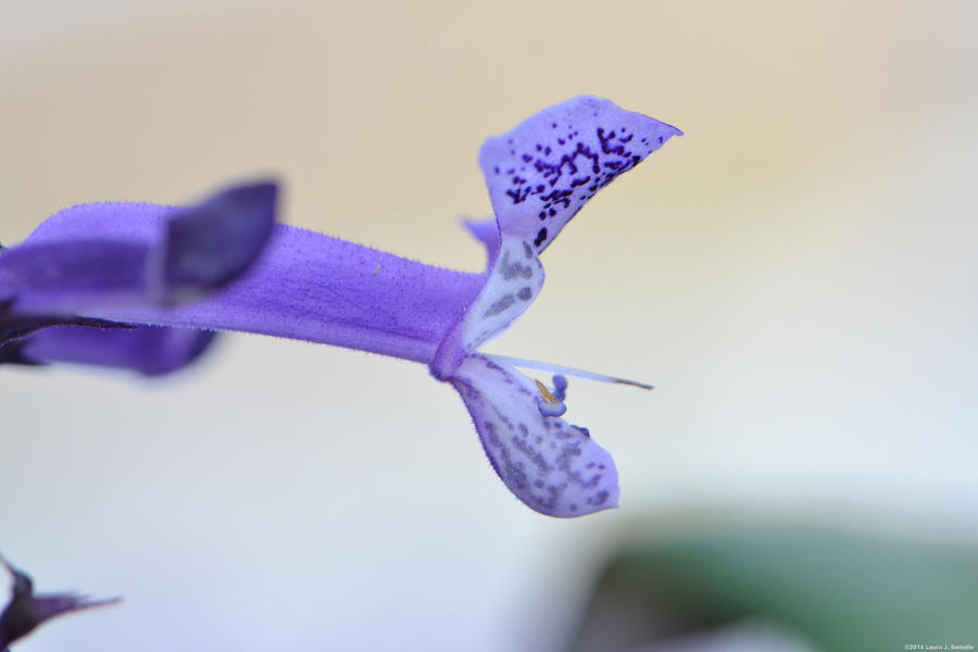 Plectranthus