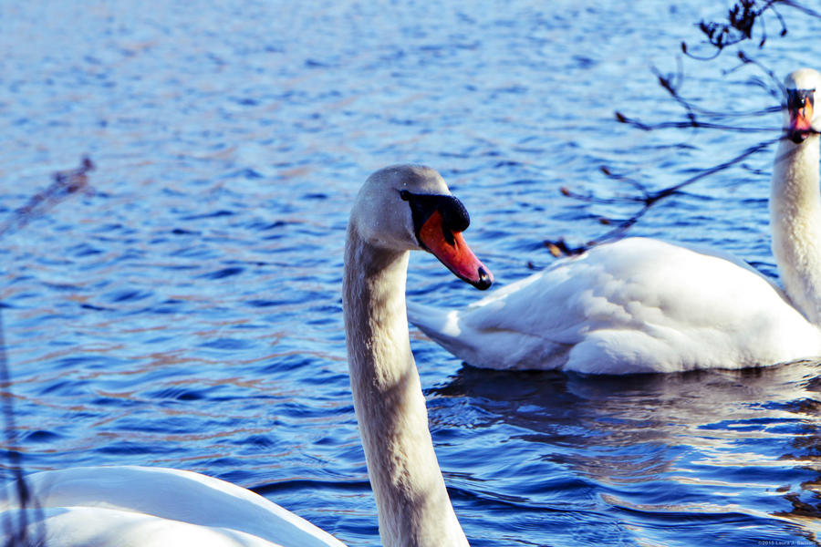 Swans at the Greenbelt Nature Preserve