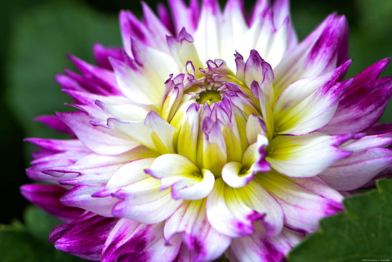 Dahlia Beauty