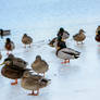 Mallards On Ice