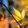 Japanese Maple