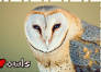 I love Owls Stamp