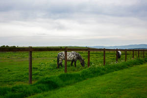 Rush Ranch by WickedOwl514