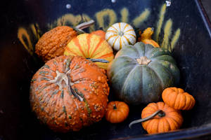 Pumpkin Season Ain't Over Yet