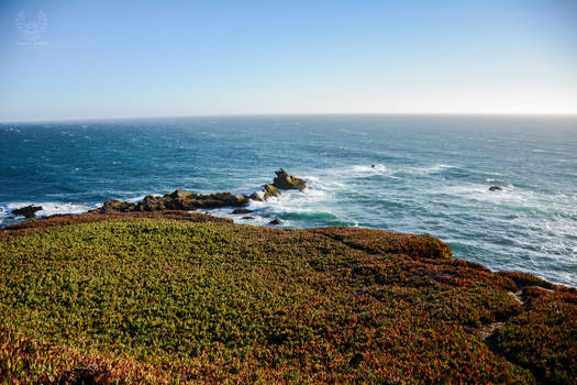 Pacific Coast Foliage and Rocks