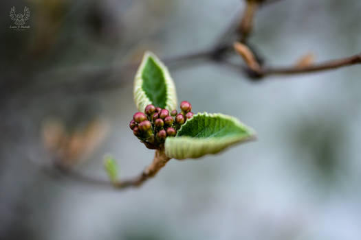 Early Spring Buds