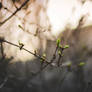 Budding Lilac Bush in Twilight