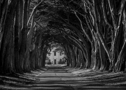 Cypress Tree Tunnel