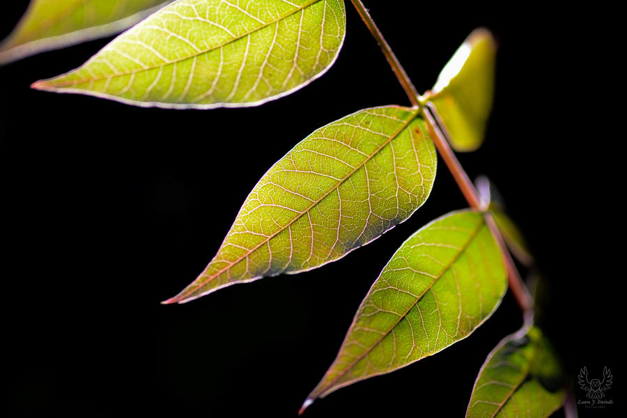 Another Leaf Macro