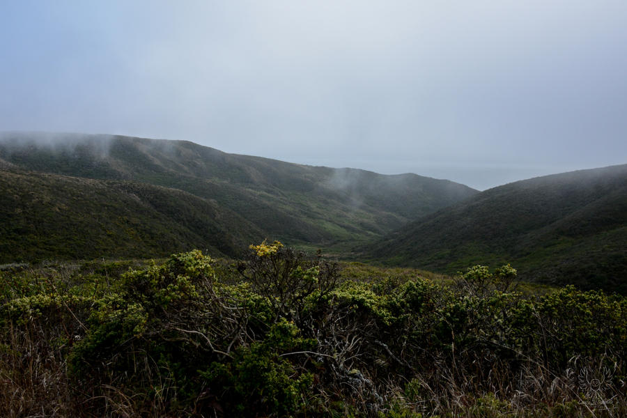 Point Reyes Drawing A Day At Point Reyes by LittleWyrdOwl on DeviantArt