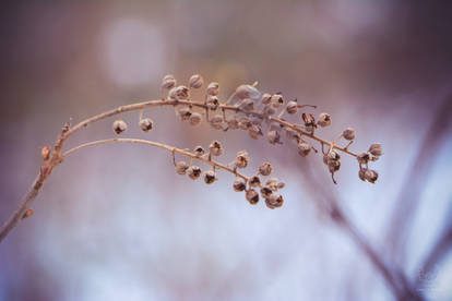 Delicate