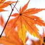Autumnal 2015