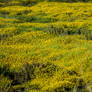 Field of Yellow