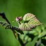 Little Grape Leaves