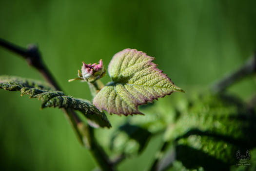 Little Grape Leaves by LittleWyrdOwl