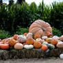 An Array of Pumpkins